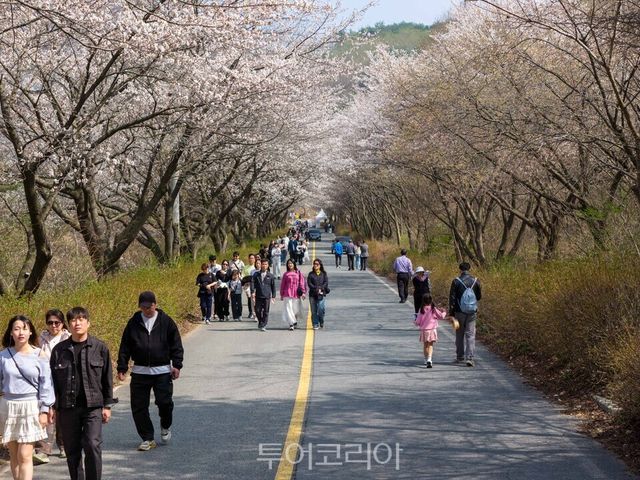 화창한 봄날씨에&nbsp;&nbsp;군북면 &nbsp;산꽃벚꽃마을 산꽃벚꽃 정취 즐기는 관광객들,/사진=금산문화관광축제재단