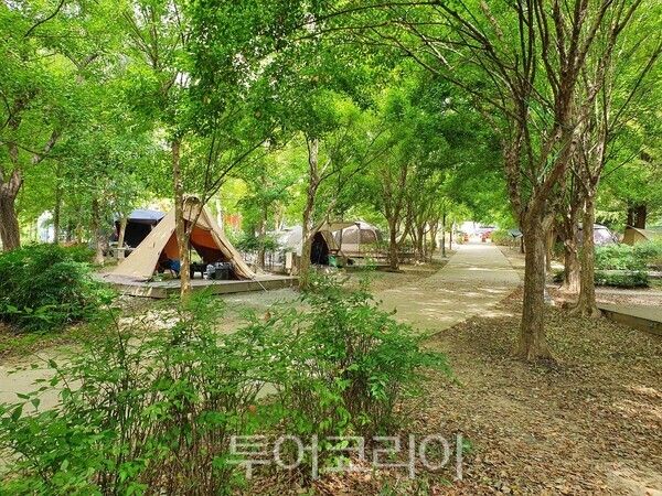 광주시민의숲 야영장 전경. /사진-광주시