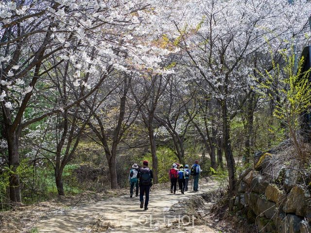 화창한 봄날씨에&nbsp;&nbsp;군북면 &nbsp;산꽃벚꽃마을 산꽃벚꽃 정취 즐기는 관광객들,/사진=금산문화관광축제재단