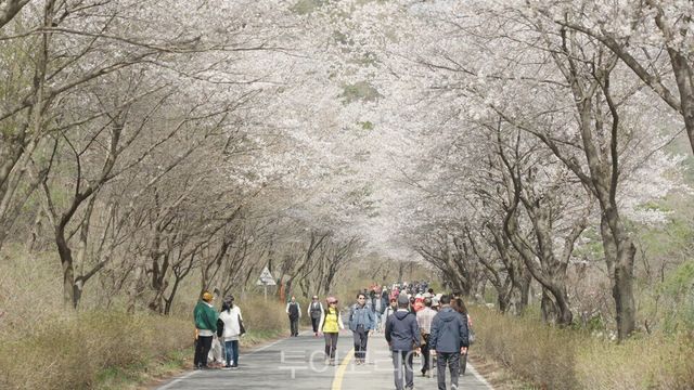 화창한 봄날씨에&nbsp;&nbsp;군북면 &nbsp;산꽃벚꽃마을 산꽃벚꽃 정취 즐기는 관광객들,/사진=금산문화관광축제재단