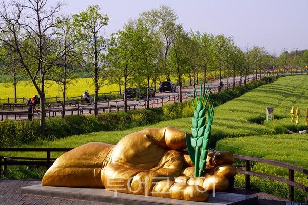 고창 학원농장의 청보리밭과 유채꽃의 아름다운 모습 / 사진_투어코리아 유지훈 기자