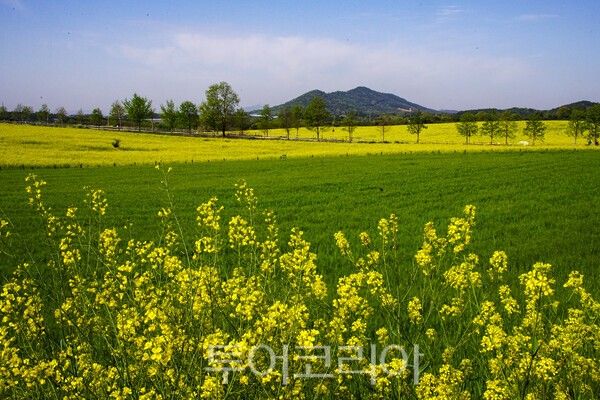 고창 학원농장의 청보리밭과 유채꽃의 아름다운 모습 / 사진_투어코리아 유지훈 기자