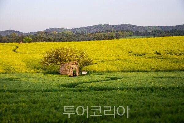 고창 학원농장의 청보리밭과 유채꽃의 아름다운 모습 / 사진_투어코리아 유지훈 기자