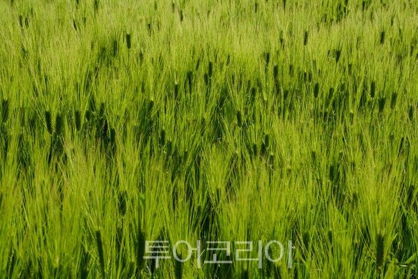 고창 학원농장의 청보리밭 모습 / 사진_투어코리아 유지훈 기자