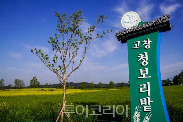 고창 학원농장의 청보리밭과 유채꽃의 아름다운 모습 / 사진_투어코리아 유지훈 기자