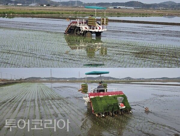 ▲지난 23일 서천군 화양면 망월리 이병연 농가에서 올해 첫 모내기를 시작하고 있다. /사진-서천군(편집 류석만 기자)