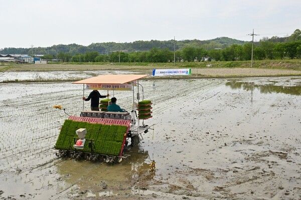 영주시 대표 특산물 '광복쌀' 모내기 모습./사진-영주시
