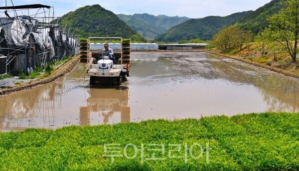 영동군 올해 첫 모내기/사진=영동군