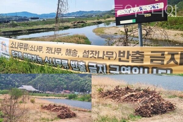 ▲공주시 유구읍 유구천 하천변에 게첨된 소나무류(소나무, 잣나무, 해송, 섬잣나무) 반출금지를 알리는 현수막과 재선충병 방재사업 벌목 목재들이 장기간 방치돼 있는 모습. /사진·편집-류석만 기자