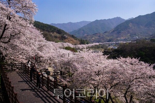하동 십리벚꽃길의 모습 / 사진_투어코리아 유지훈 기자