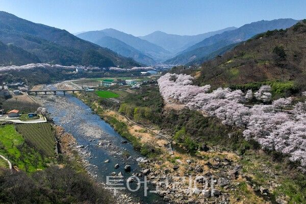 하동 십리벚꽃길의 모습 / 사진_투어코리아 유지훈 기자