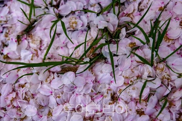 낙화된 벚꽃의 모습 / 사진_투어코리아 유지훈 기자