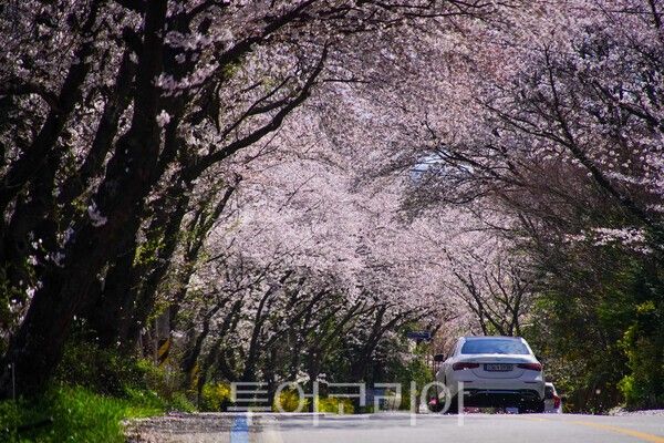 구례 벚꽃길의 모습 / 사진_투어코리아 유지훈 기자