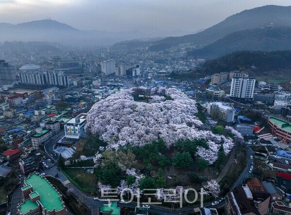 테미공원의 이색 벚꽃동산의 모습 / 사진_투어코리아 유지훈 기자