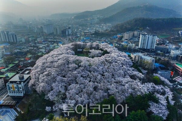 테미공원의 이색 벚꽃동산의 모습 / 사진_투어코리아 유지훈 기자