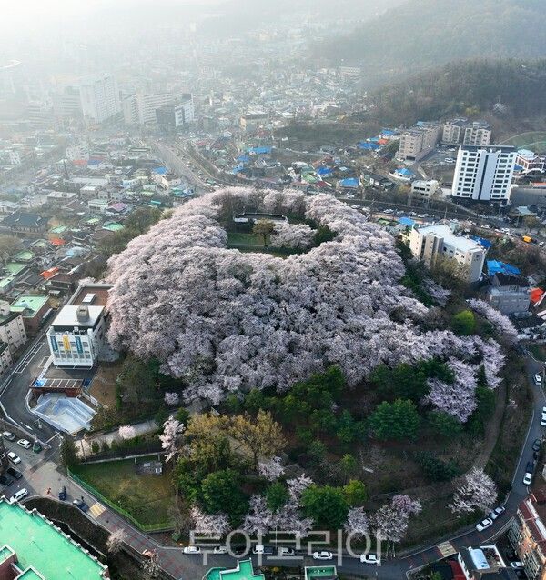 테미공원의 이색 벚꽃동산의 모습 / 사진_투어코리아 유지훈 기자