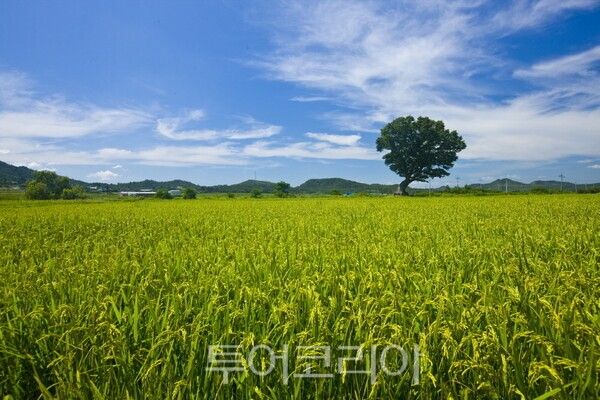 해남읍 벼농사 모습. /사진-해남군