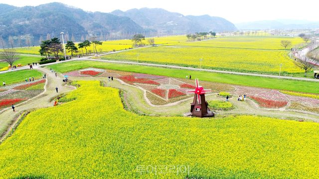 창녕낙동강유채축제/ 사진-창녕군