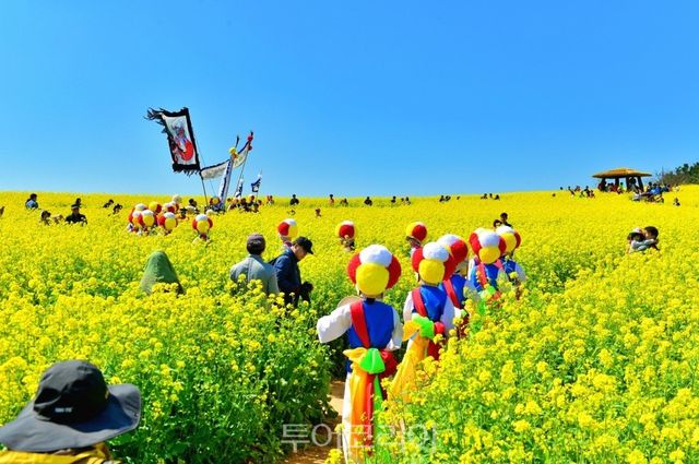 고창청보리밭축제 / 사진-고창군