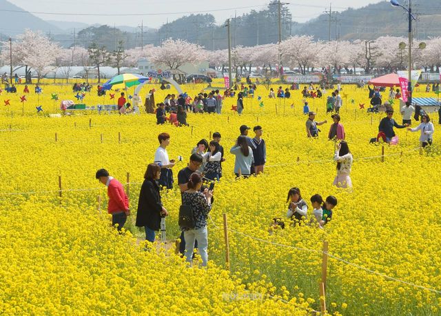 삼척맹방유채꽃 축제를 찾은 관광객들이 노랗게 핀 유채꽃을 배경을 사진을 찍으며 즐거운 한 때를 보내고 있다.