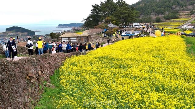 "완도 청산도 슬로걷기 축제 개막 행사 중 하나인 나비 날리기 퍼포먼스 유개꽃이 핀 슬로길을 걷는 사람 완도 청산도 슬로걷기 축제 개막 행사 중 하나인 서편제 소리 마당 / 사진-완도군