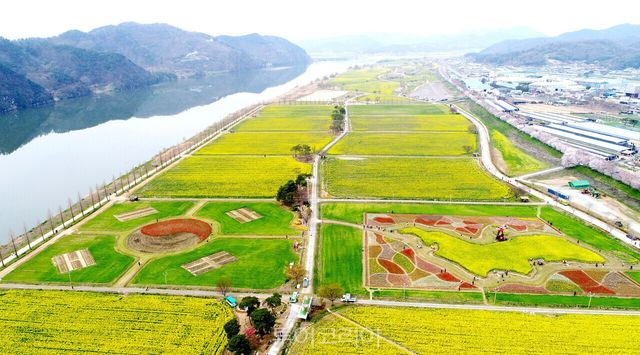 창녕낙동강유채축제/ 사진-창녕군