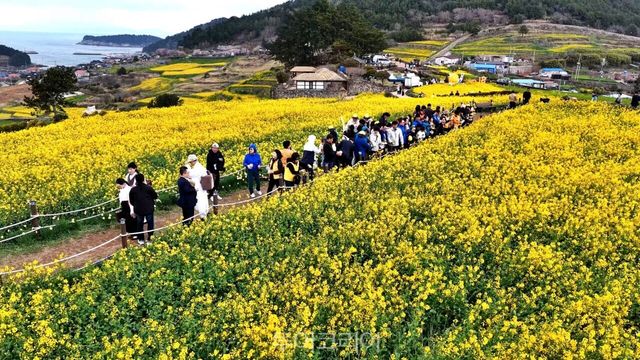 "완도 청산도 슬로걷기 축제 개막 행사 중 하나인 나비 날리기 퍼포먼스 유개꽃이 핀 슬로길을 걷는 사람 완도 청산도 슬로걷기 축제 개막 행사 중 하나인 서편제 소리 마당 / 사진-완도군