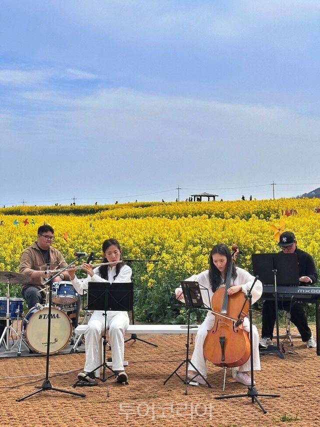 포항 호미반도 유채꽃 축제 / 사진- 포항시