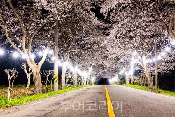 진도군은 운림산방 진입로에 '벚꽃 터널 야간 경관조명'을 설치했다. /사진-진도군