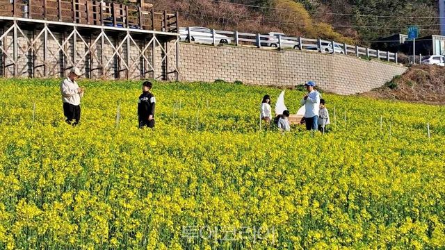 영광 백수해안도로 유채꽃 노란 물결 /사진-영광군