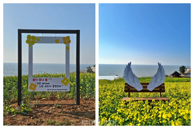 영광 백수해안도로 유채꽃 노란 물결 /사진-영광군