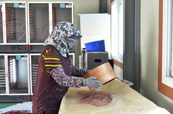 꽃가루 채집 모습./사진-청송군