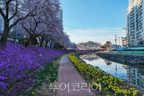 순창읍의 양지천변의 아름다운 모습 / 사진_투어코리아 유지훈 기자