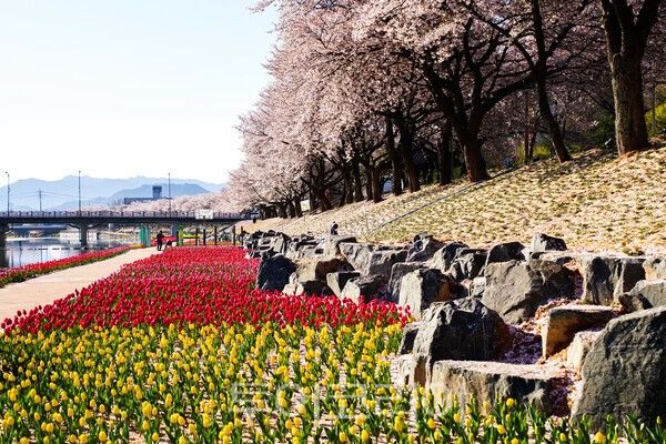 순창읍의 경천 천변에 튤립이 피어난 아름다운 모습 / 사진_투어코리아 유지훈 기자