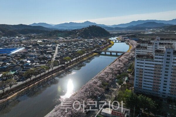 순창읍 경천의 벚꽃이 피어난 아름다운 모습 / 사진_투어코리아 유지훈 기자