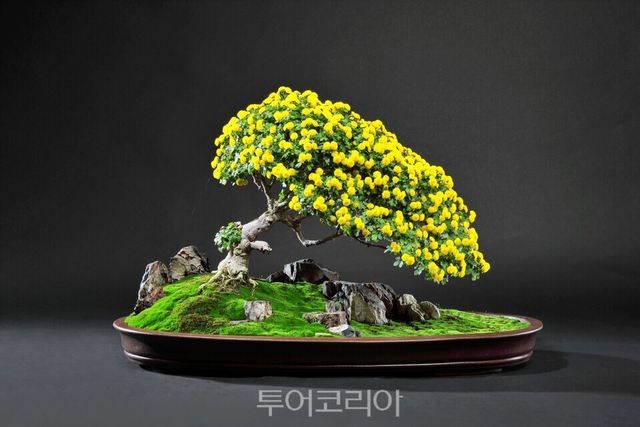 나비샛별 명품 국화 분재 작품 고찬훈 作/ 함평군 제공