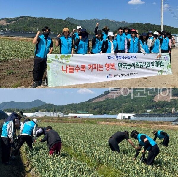 ▲마늘쫑 뽑기 일손 돕기 모습. /사진-한국농어촌공주지사(편집 류석만 기자)