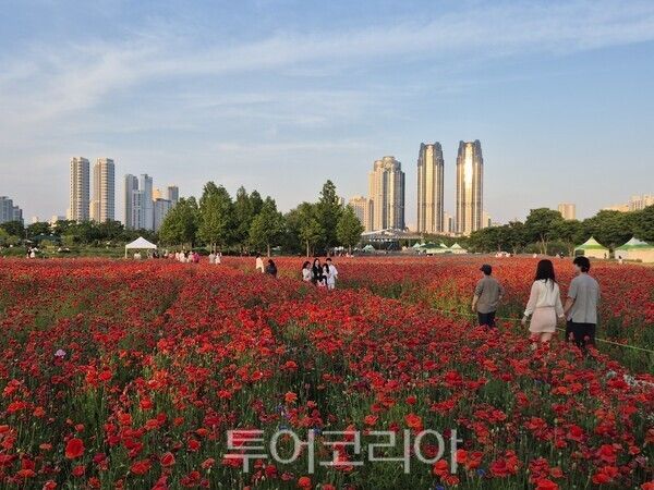 봄꽃축제가 열린 태화강국가정원은 꽃양귀비, 수레국화, 안개초, 금영화, 작약 등 5종 약 6,000만 송이의 봄꽃이 만개해 장관을 이뤘다./사진-김교환 기자