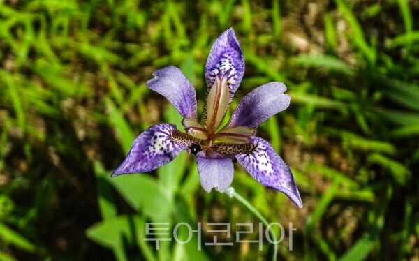 사진 / 유명산_대청부채(멸종위기종)_국립자연휴양림관리소 제공