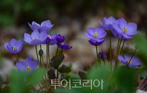 사진 / 유명산_깽깽이풀(위기종)_국립자연휴양림관리소 제공
