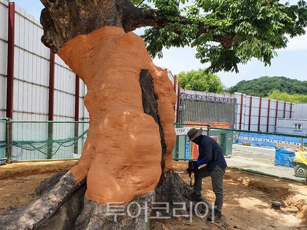 사진 / 보호수를 진료하는 모습