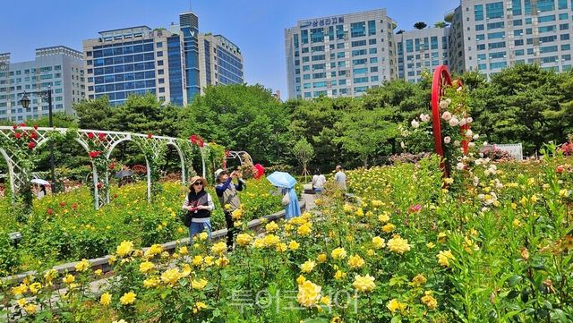 &nbsp;고양시 일산호수공원 장미원에 형형색색의 장미가 활짝 펴 사람들의 발길을 유혹하고 있다./사진=유경훈 기자
