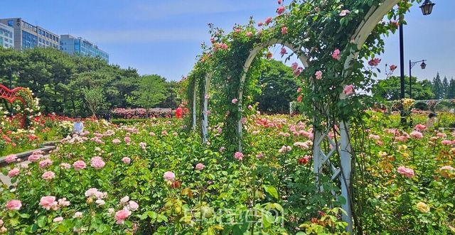 &nbsp;고양시 일산호수공원 장미원에 형형색색의 장미가 활짝 펴 사람들의 발길을 유혹하고 있다./사진=유경훈 기자
