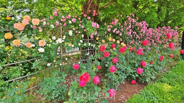 &nbsp;고양시 일산호수공원 장미원에 형형색색의 장미가 활짝 펴 사람들의 발길을 유혹하고 있다./사진=유경훈 기자