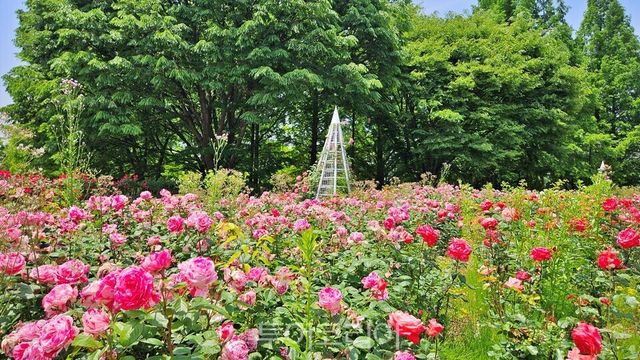 &nbsp;고양시 일산호수공원 장미원에 형형색색의 장미가 활짝 펴 사람들의 발길을 유혹하고 있다./사진=유경훈 기자