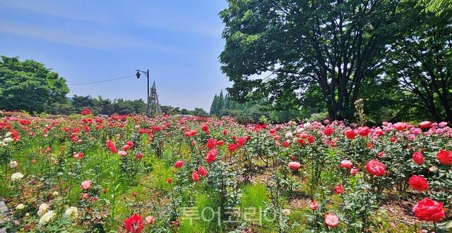 &nbsp;고양시 일산호수공원 장미원에 형형색색의 장미가 활짝 펴 사람들의 발길을 유혹하고 있다./사진=유경훈 기자