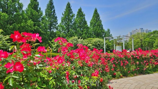 &nbsp;고양시 일산호수공원 장미원에 형형색색의 장미가 활짝 펴 사람들의 발길을 유혹하고 있다./사진=유경훈 기자