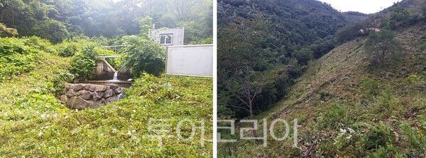 사진 / 편백숲 조성 전후 현장모습&nbsp;