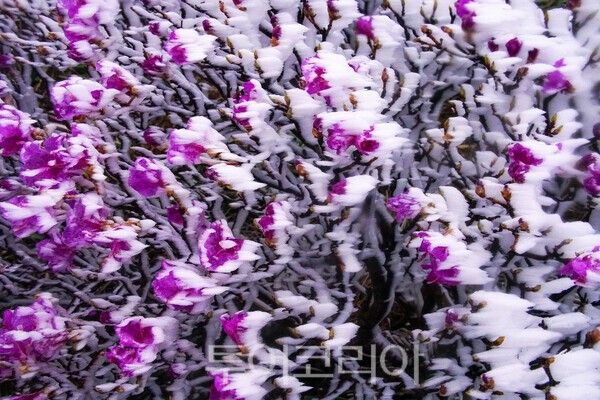 덕유산 털진달래와 상고대_사진 / 투어코리아 유지훈 기자