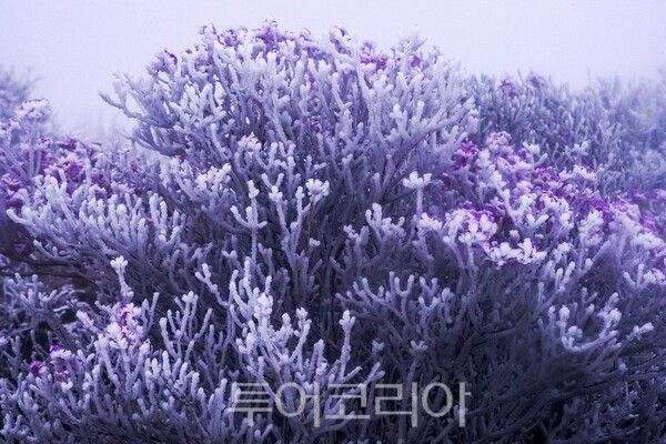 덕유산의 털진달래와 상고대_사진 / 투어코리아 유지훈 기자